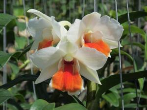 Dendrobium Roongkamol Vejvarut