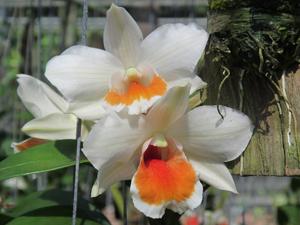 Dendrobium Roongkamol Vejvarut