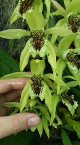 Coelogyne Burfordiense