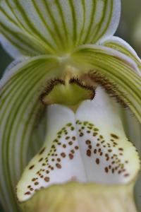 Phragmipedium Memoria Garren Weaver