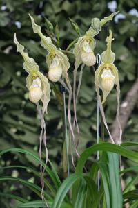 Phragmipedium Memoria Garren Weaver