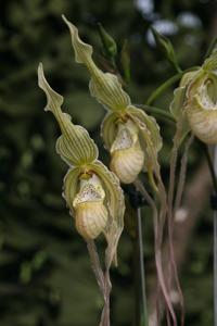 Phragmipedium Memoria Garren Weaver