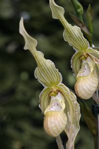 Phragmipedium Memoria Garren Weaver