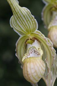 Phragmipedium Memoria Garren Weaver