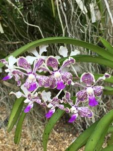 Vanda Boschii