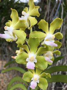 Vandachostylis Five Friendships-tessellata