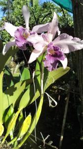 Cattleya Canhamiana