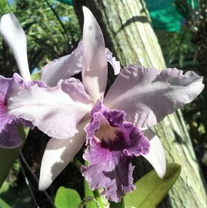 Cattleya Canhamiana