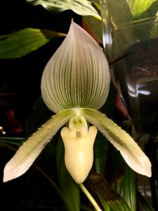 Paphiopedilum White Promise