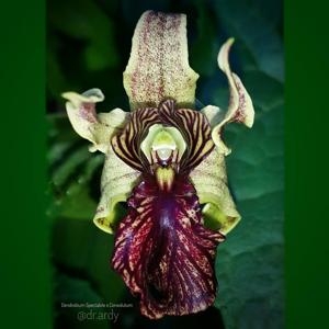 Dendrobium Dr Ardy Moefty