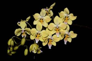 Phalaenopsis Little Dragon