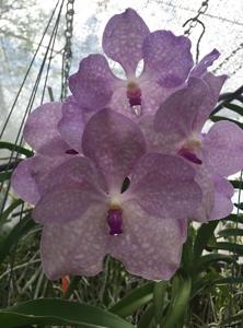 Vanda Fuchs Blue