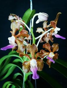 Vanda Edfrans Delight