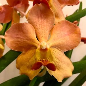 Papilionanda National University of Singapore