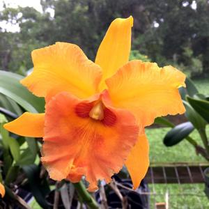 Rhyncholaeliocattleya Helen's Fortune