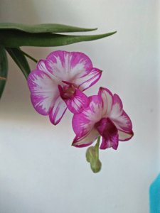 Dendrobium Enobi Purple