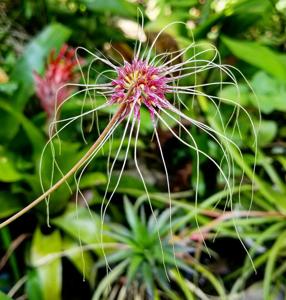 Bulbophyllum Thai Spider