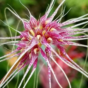 Bulbophyllum Thai Spider