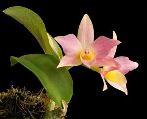 Cattleya Mirabelle Fleur