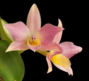 Cattleya Mirabelle Fleur