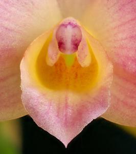 Cattleya Mirabelle Fleur