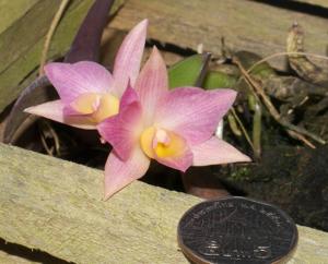 Cattleya Mirabelle Fleur
