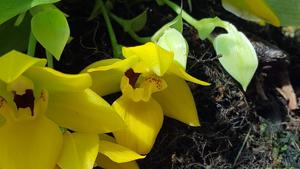 Promenzella Sunlight