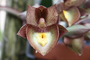 Catasetum Louise Clarke