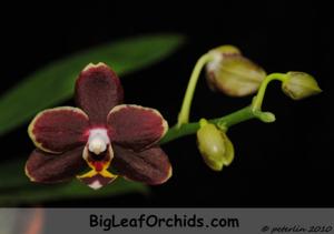 Phalaenopsis Sunrise Red Peoker