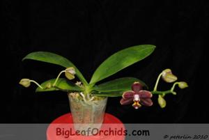 Phalaenopsis Sunrise Red Peoker