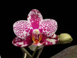 Phalaenopsis Golden Peoker