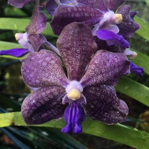 Vanda Memoria Louis Hatos