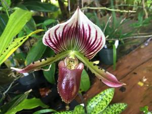 Paphiopedilum Star Blazer