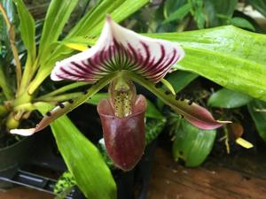 Paphiopedilum Star Blazer