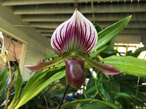 Paphiopedilum Star Blazer