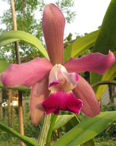 Cattleya elegans