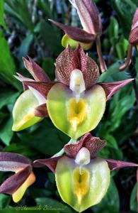 Catasetum Pileabrosum Green