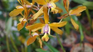 Appletonara Caribbean Beauty