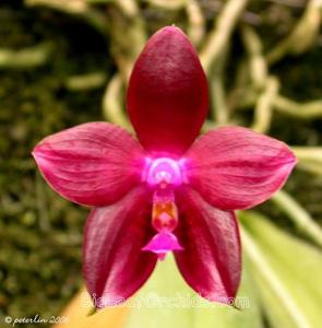 Phalaenopsis Black Eagle