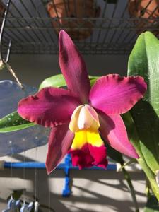 Rhyncholaeliocattleya Jose's Gem