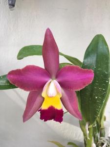 Rhyncholaeliocattleya Jose's Gem