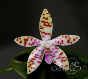 Phalaenopsis Memoria Hedy Kraemer