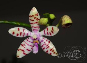 Phalaenopsis Memoria Hedy Kraemer