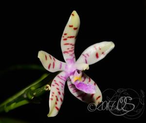 Phalaenopsis Memoria Hedy Kraemer