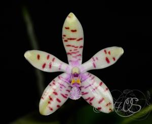 Phalaenopsis Memoria Hedy Kraemer