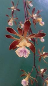 <i>Encyclia</i> Golden Sunset