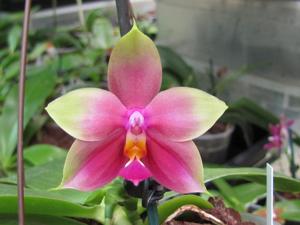 Phalaenopsis SG Passion