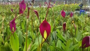 Masdevallia Machu Picchu