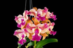 Cattlianthe Yuan Nan Leopard