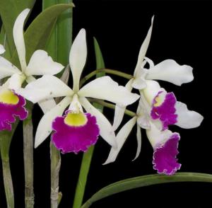 Brassocattleya tuberculata-Stephen Oliver Fouraker